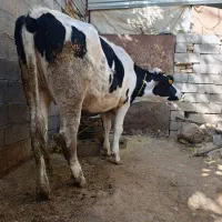 فروش ماده گاو هولوشتان ۱۵ماهه باردار|حیوانات مزرعه|اردل, |دیوار