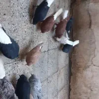 کبوتر دم سفید