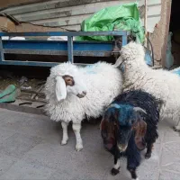 بره وبزغاله