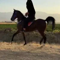 فروش مادیون 4ساله زاده طوفان یزدی|اسب و تجهیزات اسبسواری|نهاوند, |دیوار