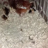 جوجه و مرغ و خروس