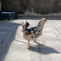 مرغ گلین