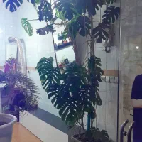 گل برگ انجیری