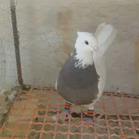 طوقی