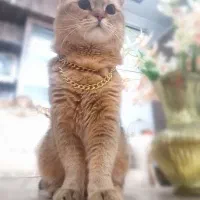 بریتیش بلک گلد اصیل