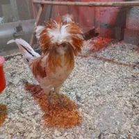 بوقلمون نر،خروس لهستانی،جوجه گلین،لاری|حیوانات مزرعه|ضیابر, |دیوار