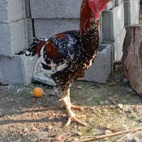 خروس لاری اصیل