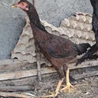 ماده مرغ دشتیاری|حیوانات مزرعه|ایرانشهر, |دیوار