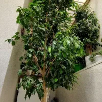 درختچه بنجامین
