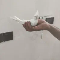 عروس هلندی البینو|پرنده|مشهد, کشف|دیوار