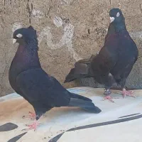 کبوتر زاغ اصل|پرنده|سامان, |دیوار