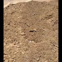 کود گوسفندی