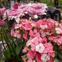 بصورت رایگان  تزریقات و سرم تراپی الی،