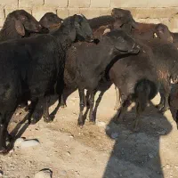 ۱۲عددمیش قره قزل