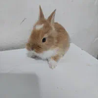 بچه خرگوش