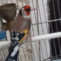 سهره ساله قفسی درشت چهارگل نقش