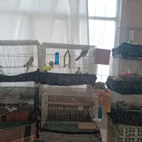 جفت عروس هلندی سخنگو و مرغ عشق