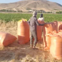 کاه تحویلی اطراف کرج و تهران و شمال