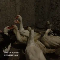 فروش اردک روسی