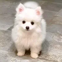 پامر چاپانیز