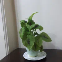 گلها طبیعی