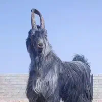 گوسفند زنده