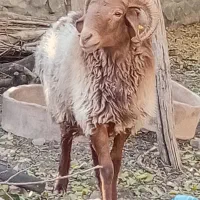 شیشک دورگ چینی|حیوانات مزرعه|رابر, |دیوار