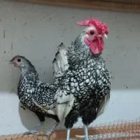 مرغ و خروس چینی