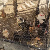 مرغ و خروس ۶ ماهه محلی