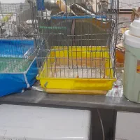 قناری جفت|پرنده|اصفهان, شیخ اشراق|دیوار