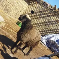 فروش گوسفند زنده جهت قربانی|حیوانات مزرعه|قزوین, |دیوار