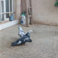 یه‌جفت‌کبوترسوسکی‌سبز|پرنده|مشهد, رده|دیوار