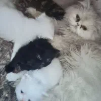 گربه پرشین|گربه|تبریز, |دیوار