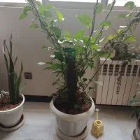 گیاه برگ انجیری زیر قیمت