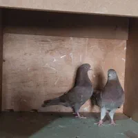 کبوتر شازده و سرخ و سوسکی|پرنده|اصفهان, رهنان|دیوار