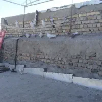 کبوتر عالی