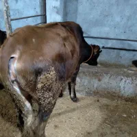 فروش کاو گوساله ومیش ابستن|حیوانات مزرعه|حویق, |دیوار