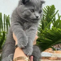 گربه اسکاتیش شورت هیر رنگ بلوو