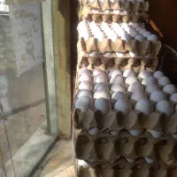 پخش تخم مرغ غنی شده|خوردنی و آشامیدنی|مشهد, حجت|دیوار