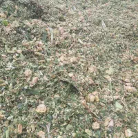 سیلاژ علوفه ذرت دزفول خوراک دام