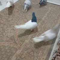 حراج واقعی کبوتر ساده با چادری وچندتااصلی