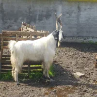 یک عدد سرکش چاتمه جوان آینده دار تخمدار گوسفند