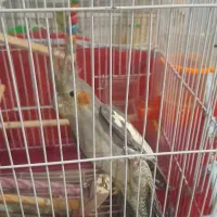 عروس هلندی جوان|پرنده|فلاورجان, |دیوار