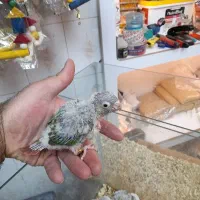 گرینچیک سرلاکی