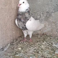 کفتر طوقی نر|پرنده|ساوه, |دیوار