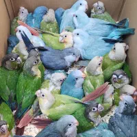 جوجه سرلاکی طوطی راهب(کواکر)وگرینچیک(با تست)