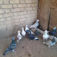 تعدادی کفتر فروشی