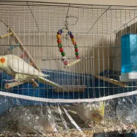 عروس هلندی|پرنده|سبزوار, پاسداران|دیوار