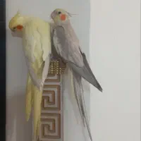 عروس هلندی ومرغ عشق