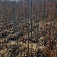 صنوبر تبریز|خدمات باغبانی و درختکاری|میاندوآب, |دیوار